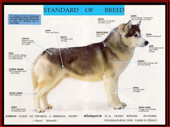 Siberian Husky Breed Standard